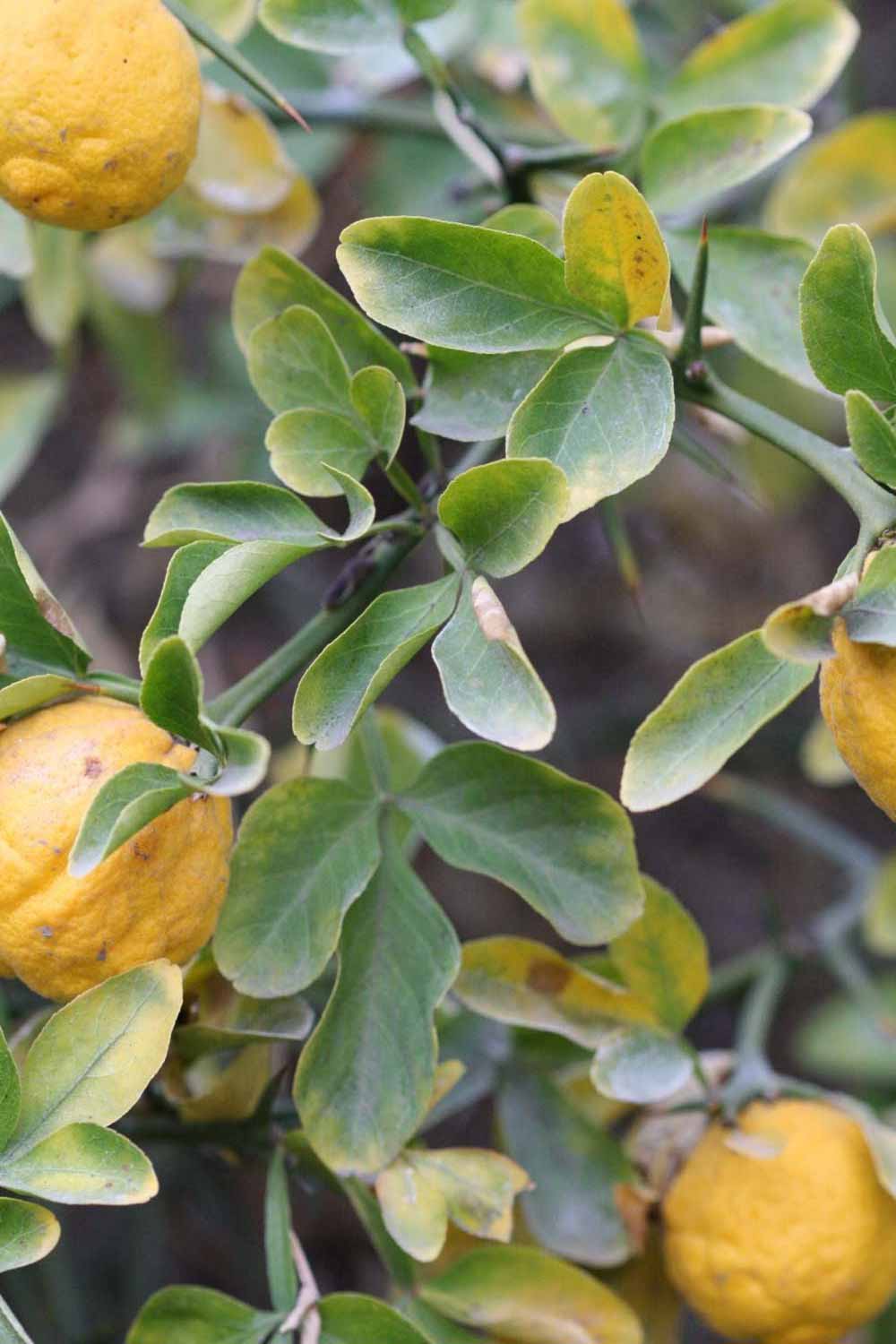            Sun leaves (Riverside, CA)   